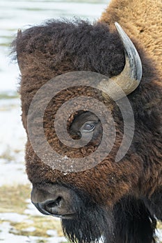Wild American Bison on the high plains of Colorado. Mammals of North America. Bison head shot