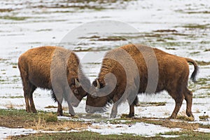 Wild American Bison on the high plains of Colorado. Mammals of North America. Two young bison sparing in a snowy field