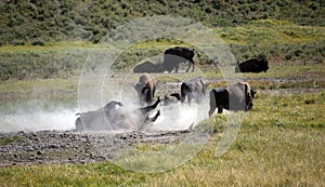 Wild American Bison Rolling