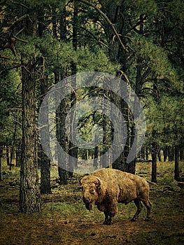 Wild American buffalo in a pine forest background photo