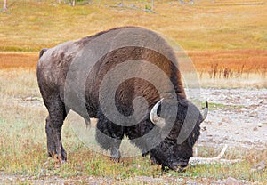 Wild American Buffalo in Yellowstone National Park