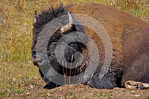 Wild American Buffalo in Yellowstone National Park