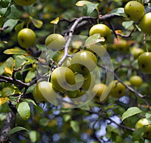 Wild American Crab Apples on the Tree