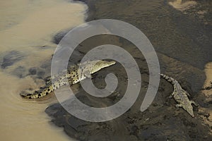 Wild American Crocodile Crocodylus acutus in a river sand bank. Dangerous reptile in muddy waters of Tarcoles, Carara National