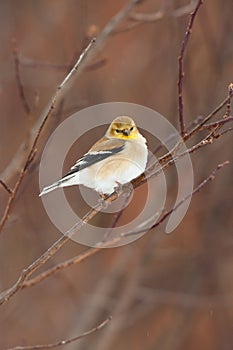 Wild American Goldfinch in Winter Plumage