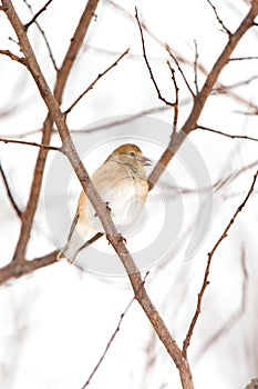 Wild American Goldfinch Winter Plumage in the Snow