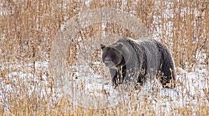 Wild American grizzly bear Ursus arctos