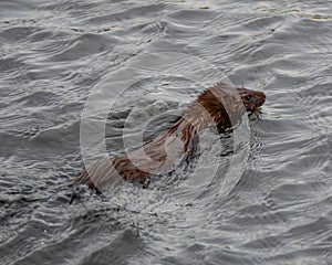 Wild American mink (mustela vison)