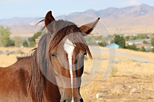Wild American Mustang horse headshot closeup