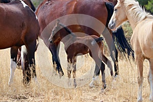 Wild American mustang horses herd with foal