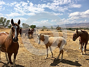 Wild American mustang horses yearlings photo