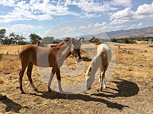 Wild American mustang horses yearlings photo