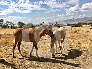 Wild American mustang horses yearlings photo