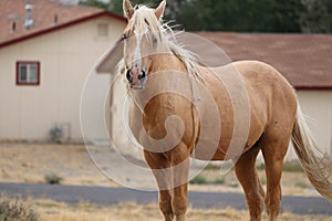 Wild American mustang stallion Palomino cross