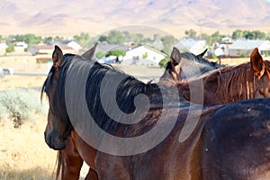 Wild American Mustangs in Nevada Virginia Ranges area
