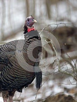 Wild AmericanTurkey in winter