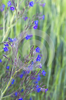 Wild anchusa azurea blue flowers