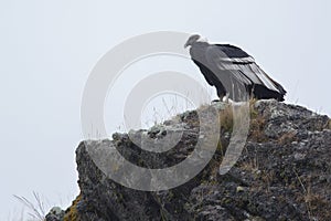 Wild Andean Condor on a boulder