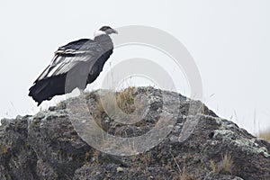 Wild Andean Condor in Ecuador