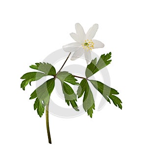 Wild anemome flower and leaves isolated