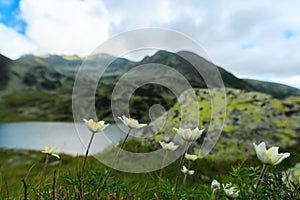 Wild anemone flowers in the Alps