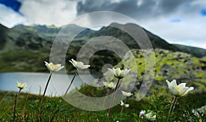 Wild anemone flowers in the Alps