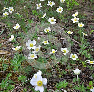 In the wild, Anemone sylvestris blooms in the forest