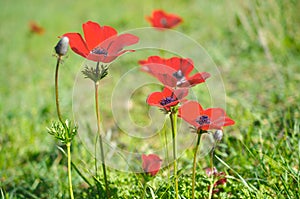 Wild Anemone (windflower) flowers blooming in the Israeli winter