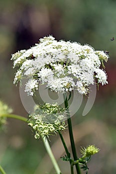 The wild angelica or angelica silvestris