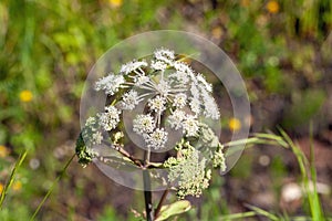 Wild angelica, Angelica sylvestris