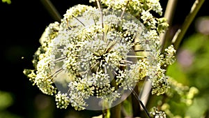 Wild angelica, Angelica sylvestris, medicinal plant with flower