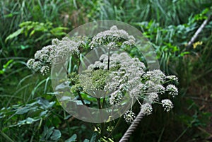 Wild Angelica Flowers