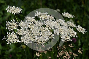 Wild Angelica or Forest Angelica or Sylvestre Angelica