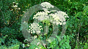 Wild angelica, medicinal plant with flower