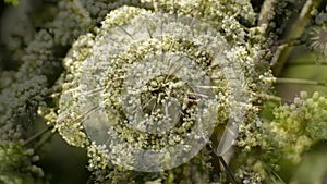 Wild angelica, medicinal plant with flower