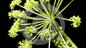 Wild angelica, medicinal plant with flower, leaves and stem