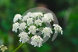Wild angelica or wood angelica