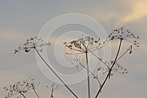 Wild anglica seeds against a cloudy sky photo