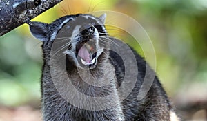 Wild angry raccoon in the jungle of Costa Rica waiting for food