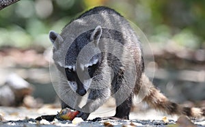 Wild angry raccoon in the jungle of Costa Rica waiting for food photo