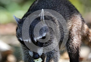 Wild angry raccoon in the jungle of Costa Rica waiting for food photo