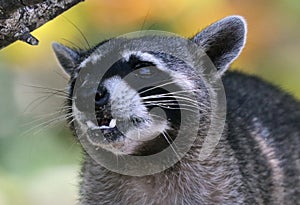 Wild angry raccoon in the jungle of Costa Rica waiting for food photo