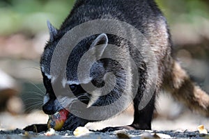 Wild angry raccoon in the jungle of Costa Rica waiting for food photo