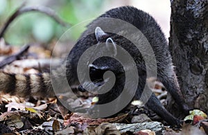 Wild angry raccoon in the jungle of Costa Rica waiting for food photo