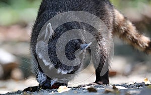 Wild angry raccoon in the jungle of Costa Rica waiting for food photo