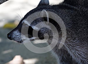 Wild angry raccoon in the jungle of Costa Rica waiting for food photo