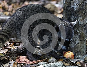 Wild angry raccoon in the jungle of Costa Rica waiting for food photo