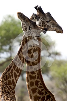 Wild animal in africa, serengeti national park