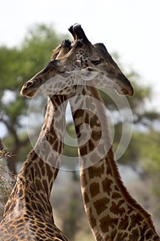 Wild animal in africa, serengeti national park