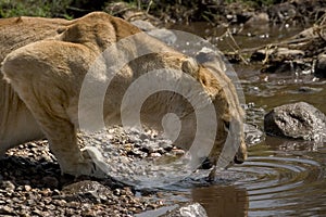 Wild animal in africa, serengeti national park